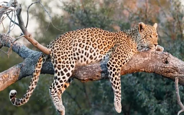 Mandya: Leopardess Captured, Madla Villagers Breathe a Sigh of Relief