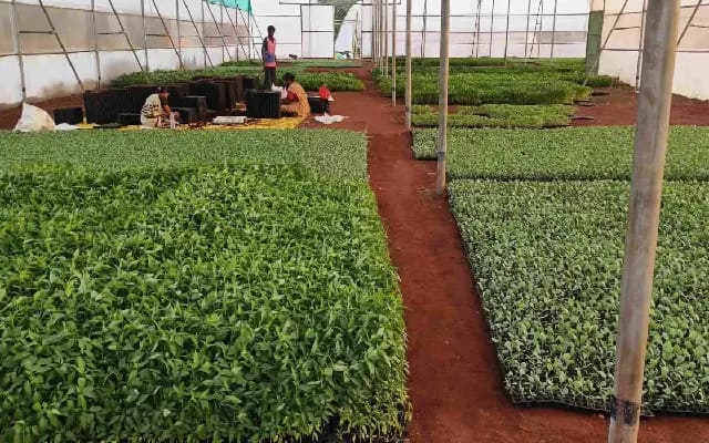 Belagavi’s Nursery Revolution: Farmers Turn Saplings into Lakhs