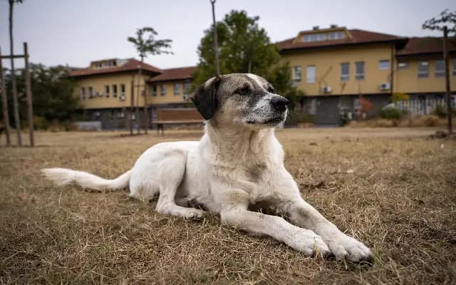 Bengaluru Police Arrest Man for Brutal Attack on Stray Dog