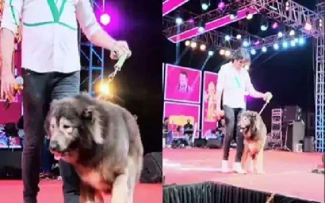Bengaluru Breeder Splurges Rs 50 Crore on Rare Wolfdog Hybrid
