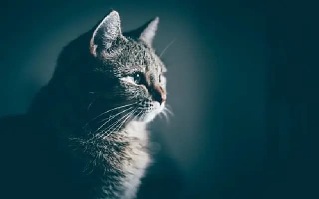 Meerut Woman Dies by Suicide After Losing Pet Cat