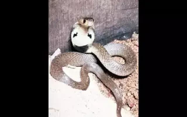 Udupi: Man Succumbs to Cobra Bite After Days in ICU