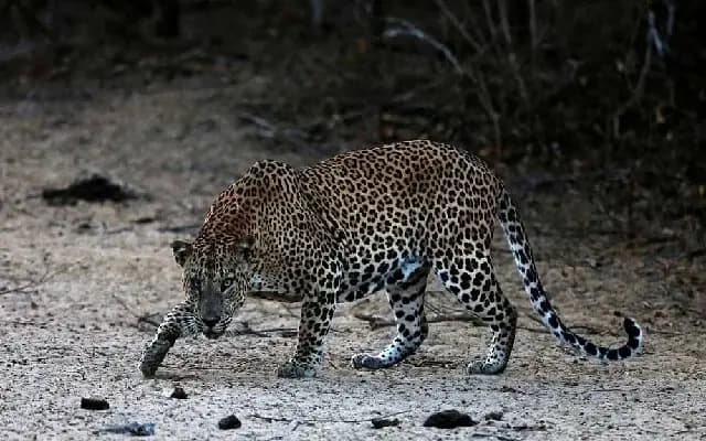 Elephant and Leopard Carcasses Discovered in Arkalgud Taluk