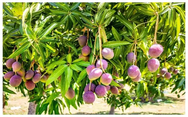 Miyazaki Mango: The World’s Most Expensive Fruit