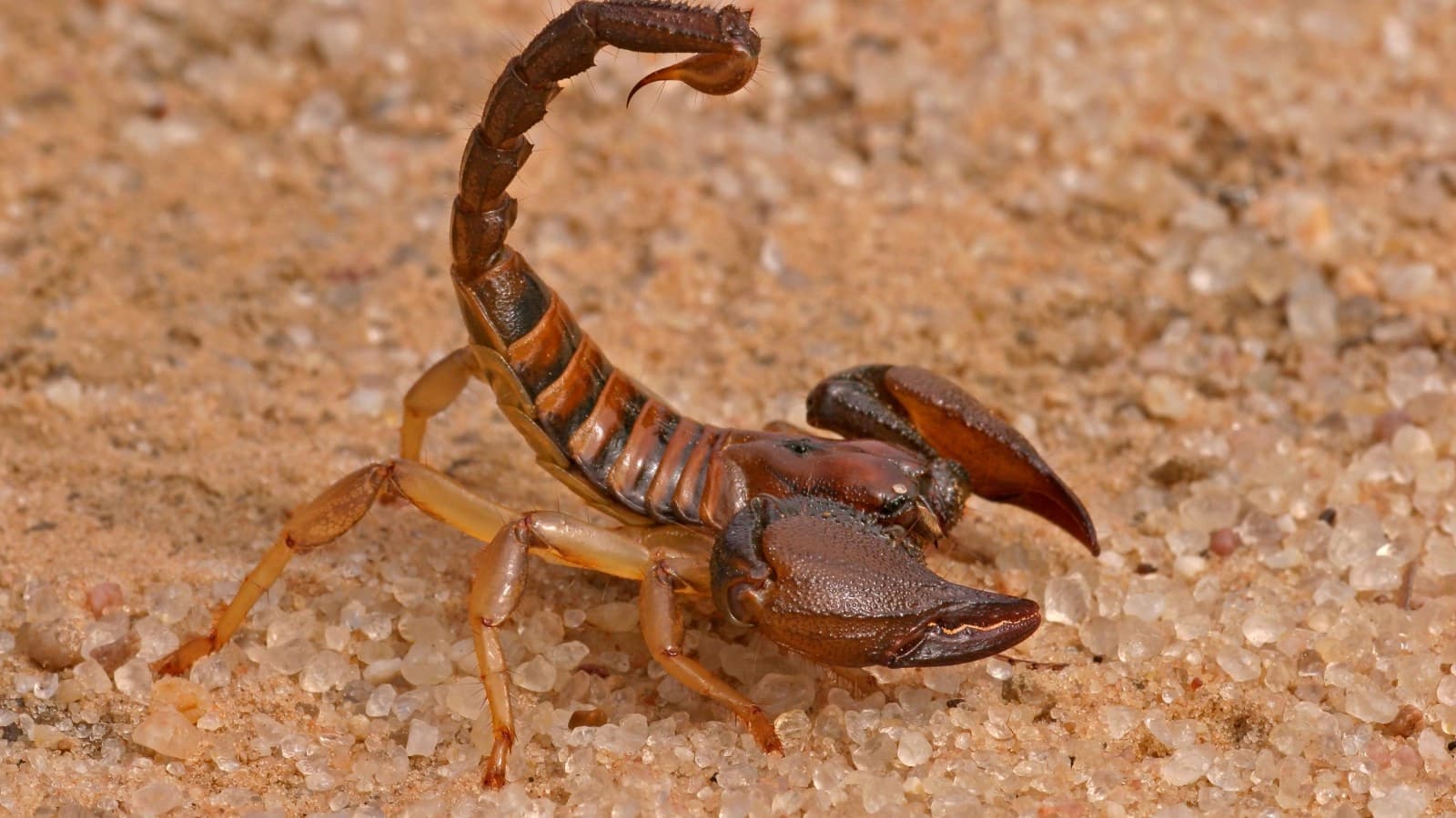 Viral Video of Scorpion Farms Leaves the Internet Shocked and Fascinated