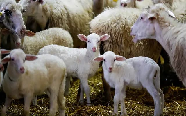 Anthrax Suspected After 47 Sheep Die in Gadag’s Sevanagar