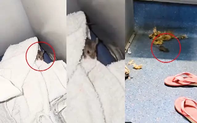 Passenger’s AC Journey on South Bihar Express Disrupted by Mice Infestation