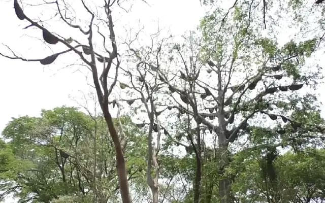 The Buzz Beneath the Canopy: Mysuru’s Migrating Bee Miracle