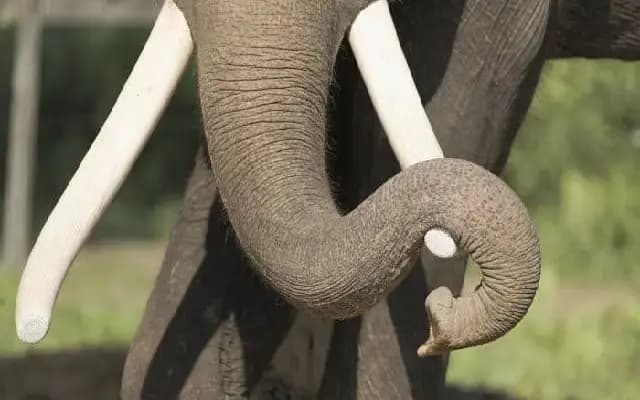 Farmer Trampled to Death by Elephant in Chikkamagaluru