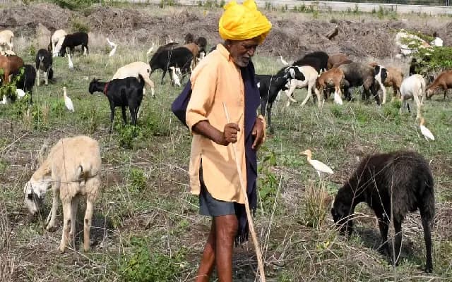 Bagalkot Shepherds to Receive Rifle Training for Self-Defense