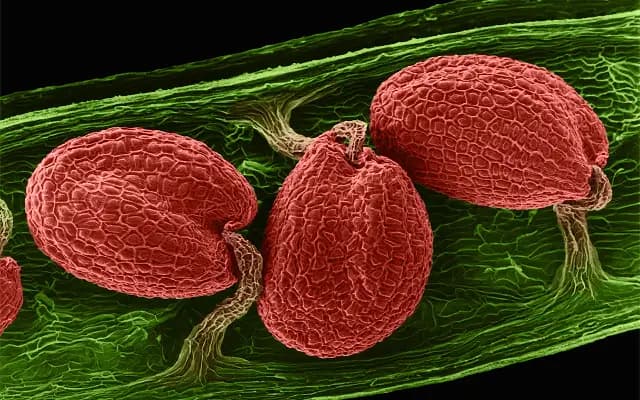Hidden Gateways: Tiny Plant Reveals Big Secrets About Seed Growth