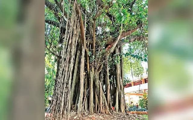 Cantonment Tree-Cutting Plan Sparks Outrage in Bengaluru