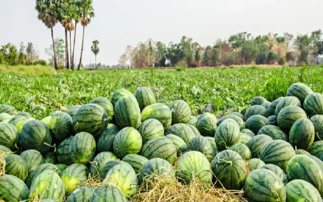 Watermelon Farmers Crushed by Rains and Low Prices