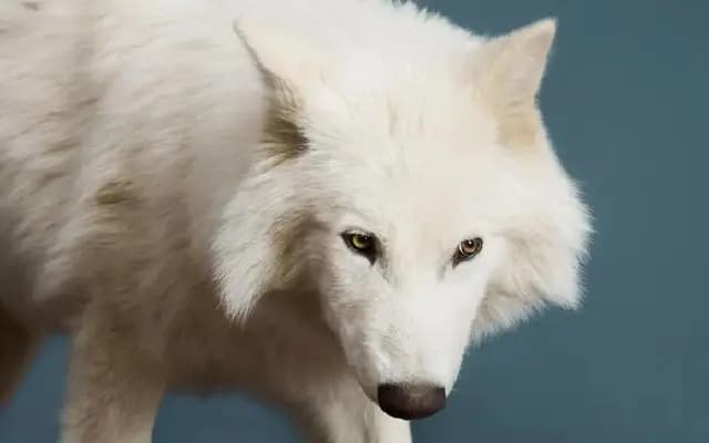 Back from Extinction: The First Dire Wolves in 10,000 Years Are Alive—and Howling