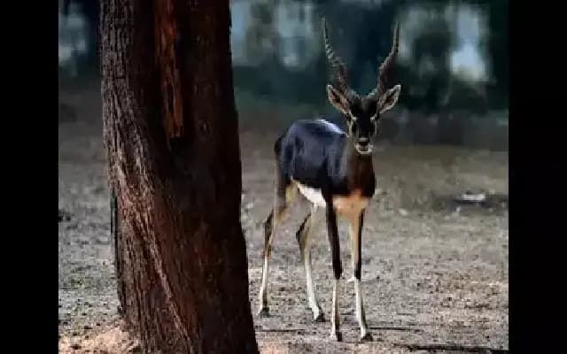 Blackbucks vs. Industry: Activists Urge Buffer Zone Near Chamarajanagar