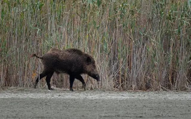 Forest Guardians Turn Poachers in Nagarahole Shock