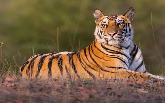 Tiger Spotted in Hunsur: Forest Dept Drives It Back to Safety