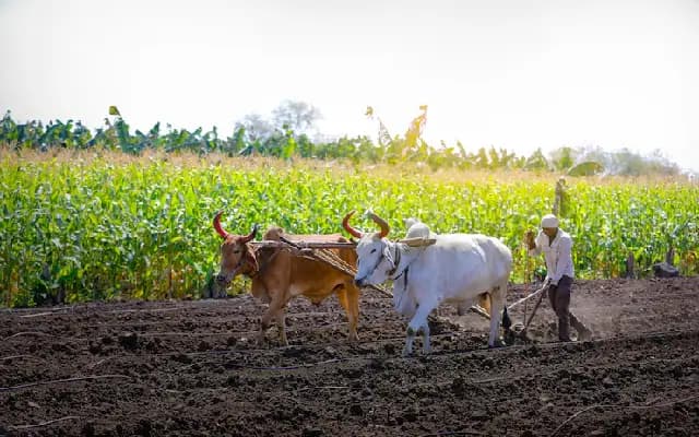 Rains Revive Farming Hopes in Ballari, Sowing Gains Momentum