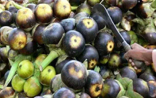 Bengaluru’s Cool Summer Delight Turns Costly as Ice Apple Prices Soar