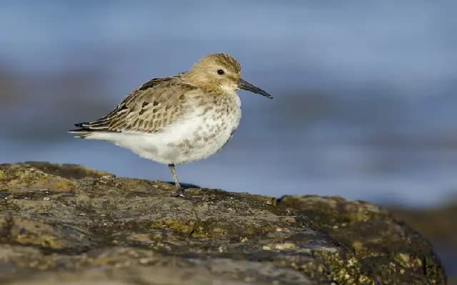 Rare Red Phalarope Spotted in Karnataka for the First Time