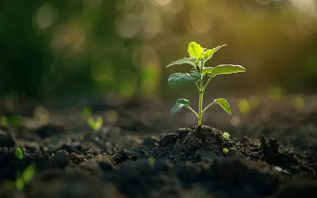 Green Push: 2 Lakh Saplings to Revive Kalaburagi Forests