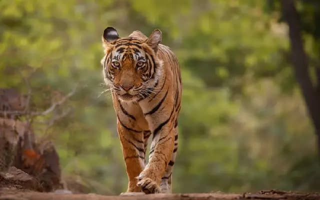 Tragedy in the Wild: Man Killed in Tiger Attack Near Hunsur