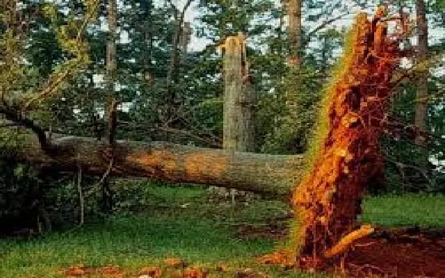Bengaluru Rains Uproot Trees, Cause Power Cuts and Traffic Snarls