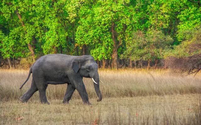 Forest Dept Gears Up to Drive Back 23 Elephants Straying in Chikkamagaluru