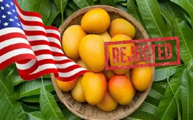 Mango Mayhem: US Rejects 15 Indian Shipments Over Documentation Errors