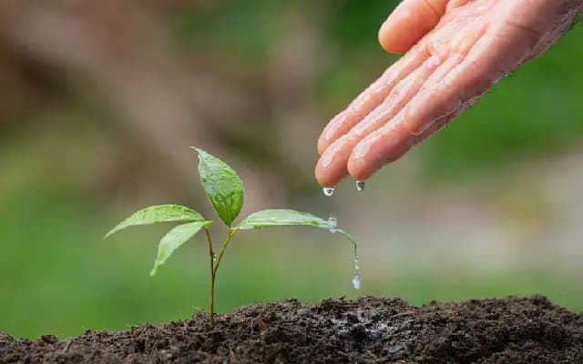 Greening Pilikula: 4,000 Native Trees Take Root at Golf Club