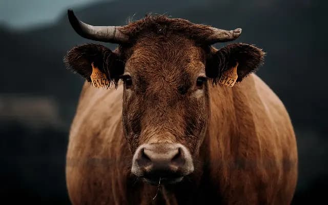 Six Held in Cow Slaughter Case Near Brahmavar, One Still at Large