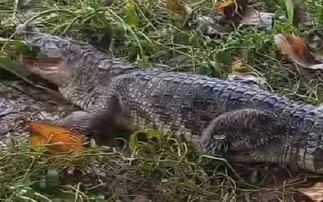 Crocodile Spotted on Kumaradhara Riverbank, Retreats into Water