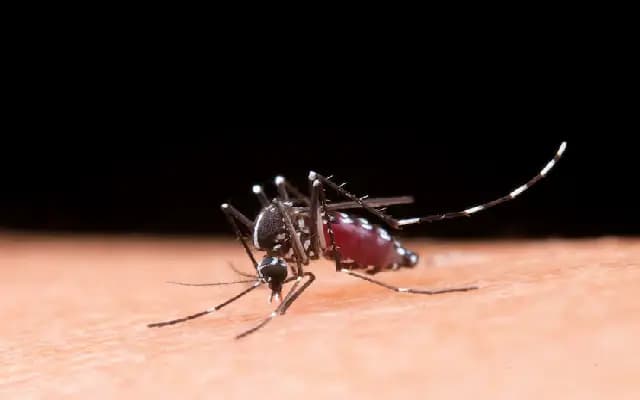 Dengue Cases Climb in Mangaluru as Monsoon Gains Strength