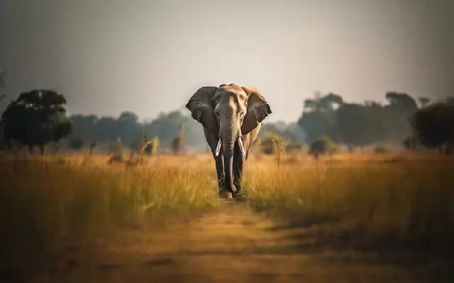 Wild Elephant Sighting Sparks Panic in Siddapura
