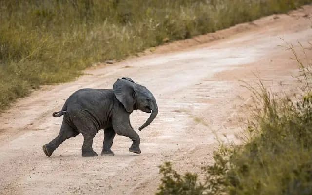 Elephant Calf Rescued After Falling into Trench in Piriyapatna