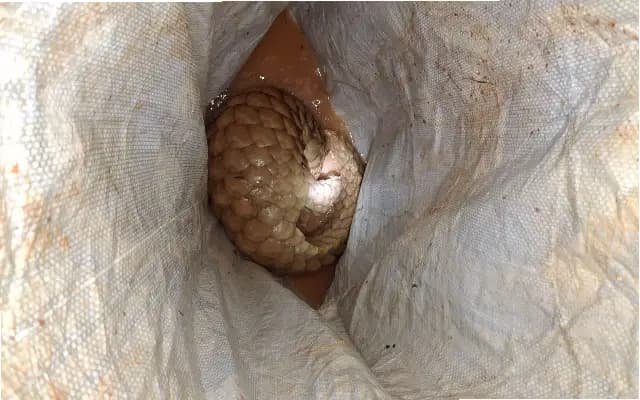 Rare European Hedgehog Rescued from 50-Foot Well in Udupi