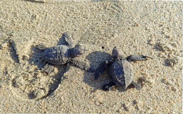 Olive Ridley Conservation Efforts Bear Fruit on Mangaluru Coast