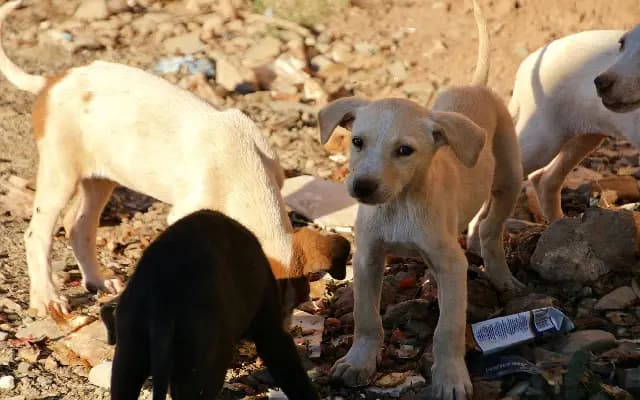 Five Stray Dogs Poisoned in East Bengaluru, Locals Outraged