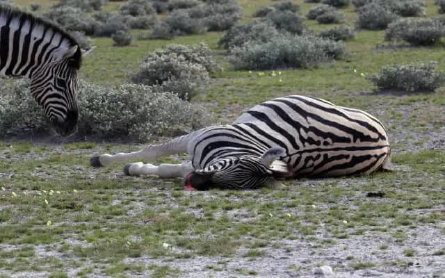 Bouncing Hope Lost: Expectant Zebra Kavya Dies in Mangaluru Zoo Mishap