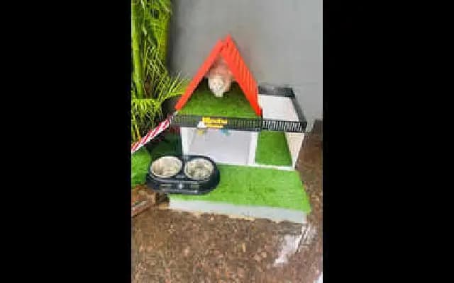 Minchu the Cat Finds Fame and a Forever Home at Mangaluru Mall