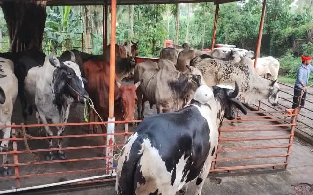 Mangaluru Police Foil Cattle Smuggling Bid, Rescue 24 Animals