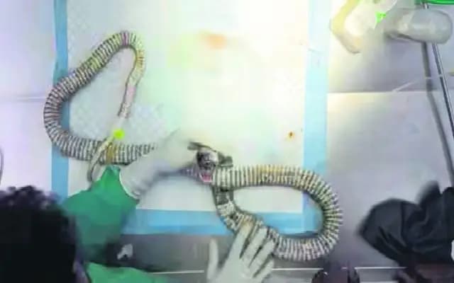 Injured Cobra Rescued, Treated, and Released in Mangaluru