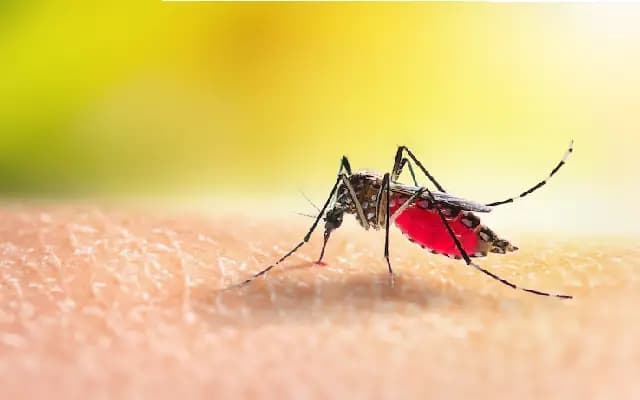 Dengue Alert: Dakshina Kannada Health Dept Steps Up Surveillance Post-Monsoon