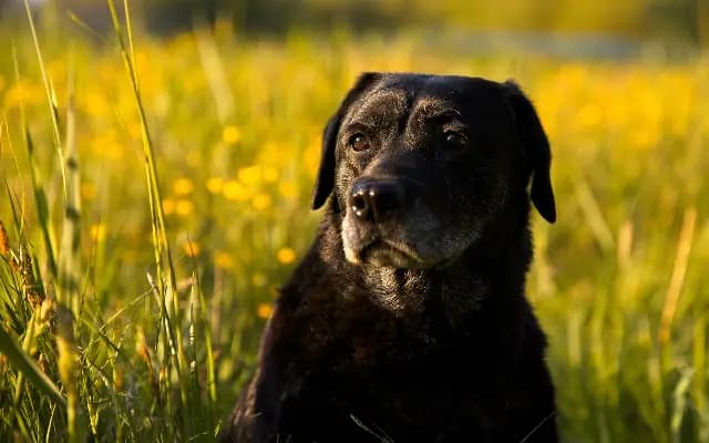 Bengaluru Woman Kills Pet Dog in Alleged Black Magic Ritual, Flees Home