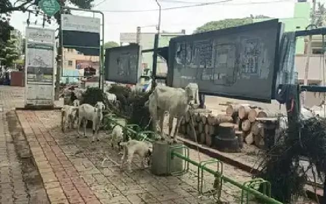 From Pedals to Pastures: Mysuru’s Bicycle Docking Station Turns Into Cattle Shed