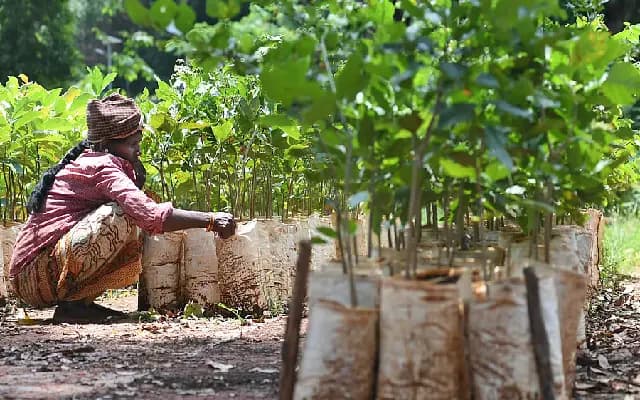 Bengaluru’s Green Push Faces Glitches Despite Grand Promises