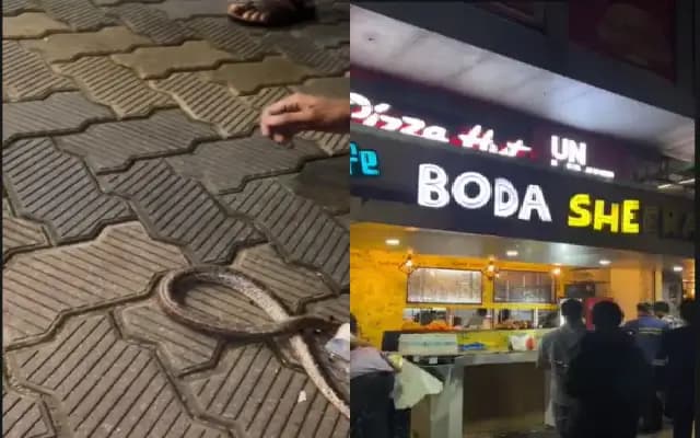 Rare Whitaker’s Boa Rescued After 5-Hour Search in Manipal Hotel