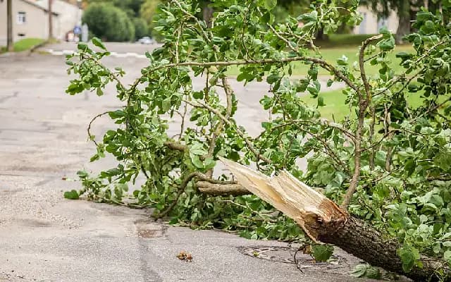 Tree Falls on Vehicle in Bengaluru, No Injuries Reported