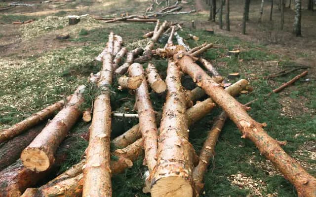 Tree Felling Sparks Row in Someshwara: Forest Dept Faces Heat Over Coastal Trees