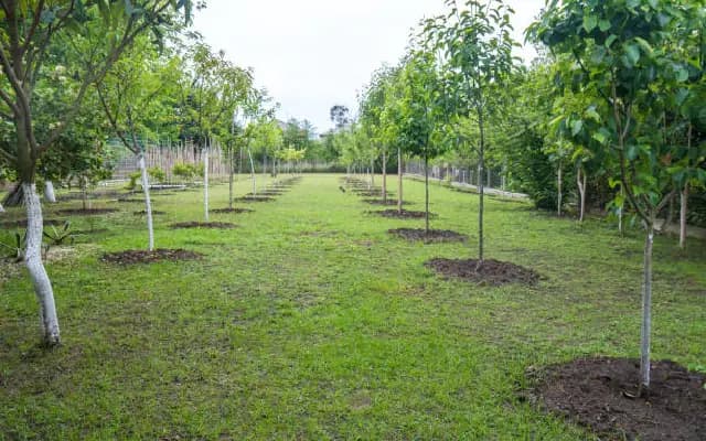 Mangaluru’s Green Revival: 9,000 Trees Planted to Reclaim Lost Urban Canopy